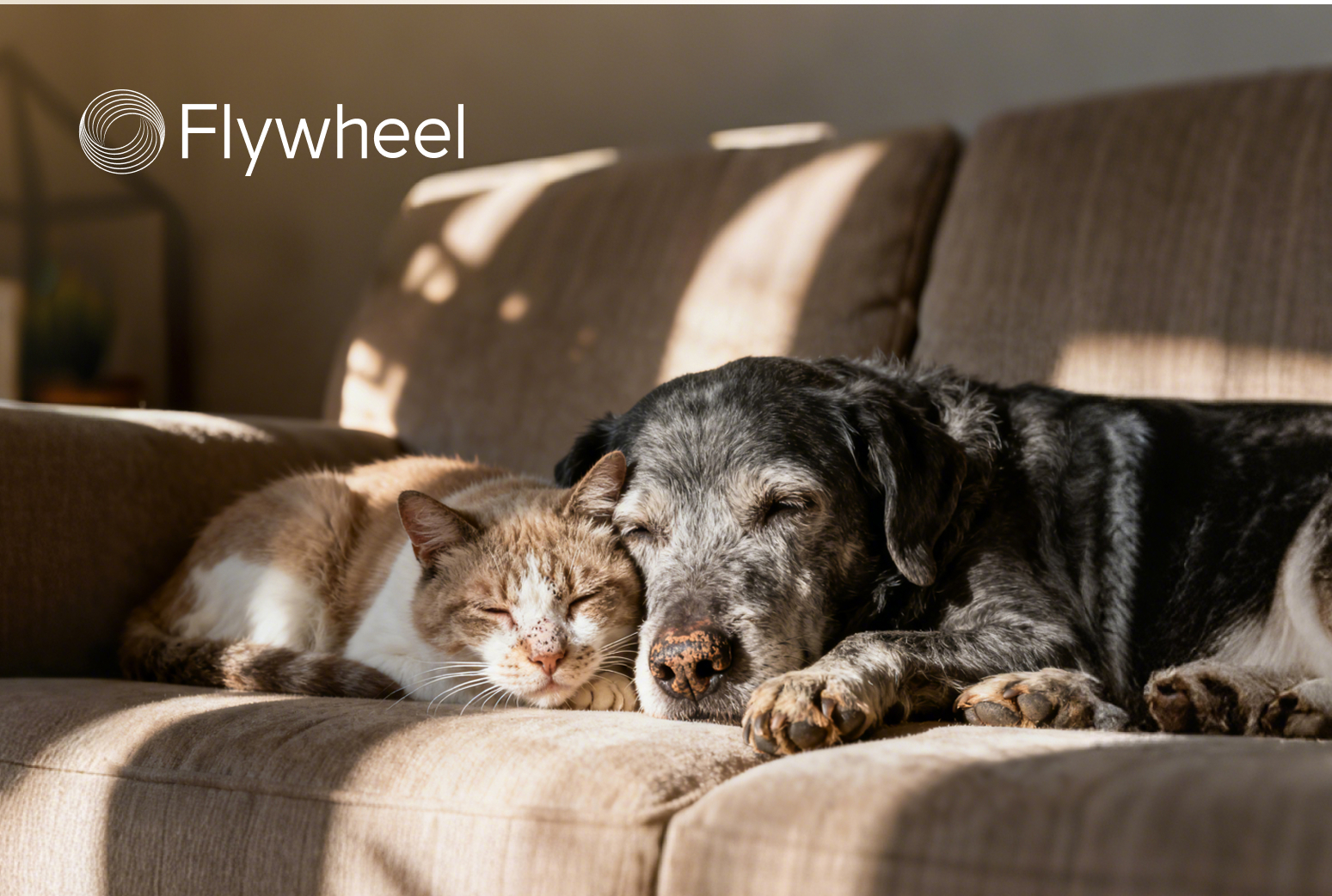 当毛孩子开始老去：3000万老年宠物的照护困境与市场蓝海