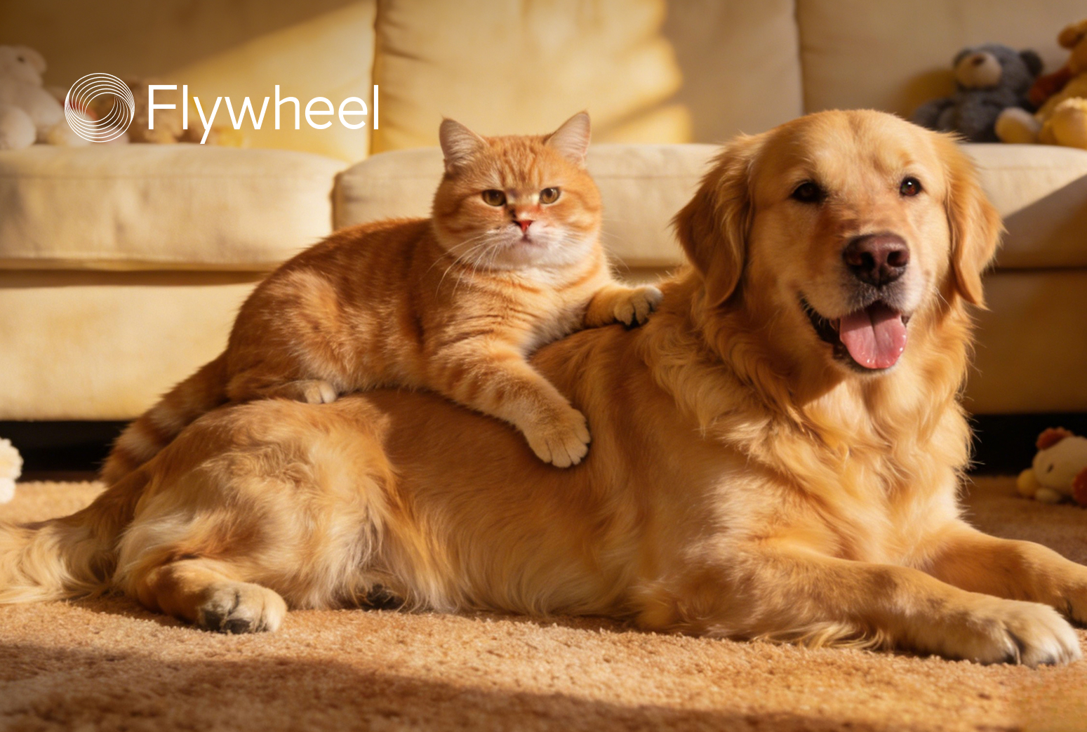 “猫用减肥药”出现，宠物也要加入体重管理了？