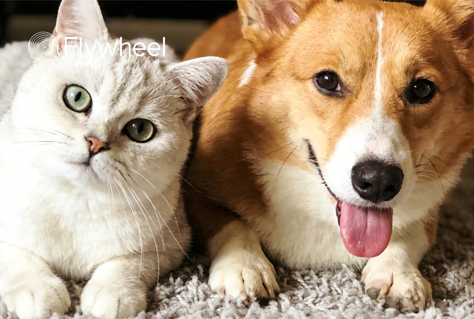 《2026宠物行业趋势报告》：宠物经济浪潮下的需求与机会